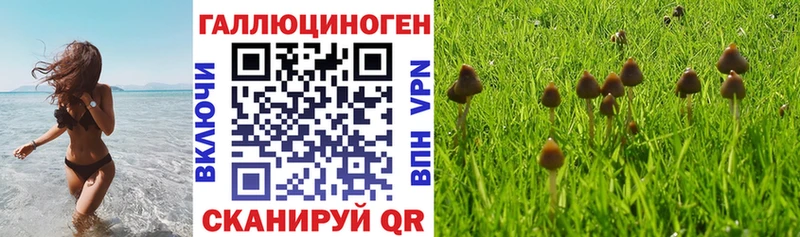Псилоцибиновые грибы Psilocybe  Онега 